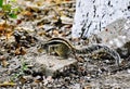 Squirrels areÃÂ small mammals that range in size from a couple inches to over two feet long.ÃÂ  Royalty Free Stock Photo